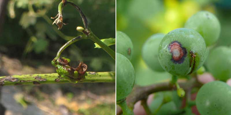 علایم بیماری آنتراکنوز انگور روی میوه و جوانه