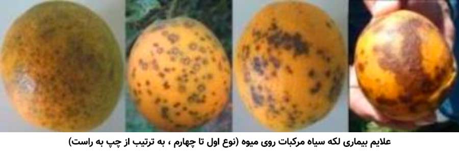 علایم بیماری Citrus Black Spot روی میوه درختان مرکبات