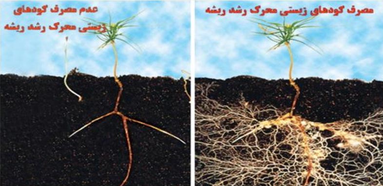 نتیجه تیمار گیاه با کودهای زیستی محرک ریشه