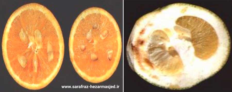 علایم بیماری استابورن مرکبات روی میوه 