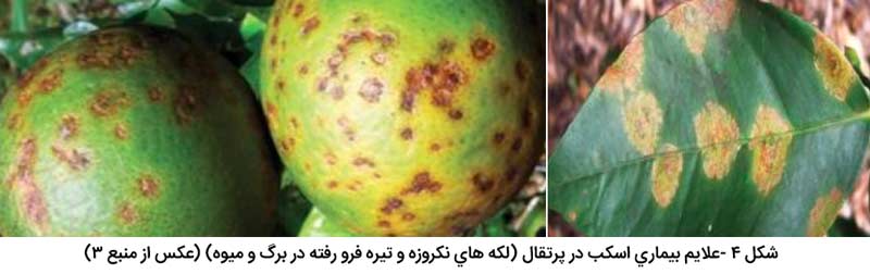  تشابه علایم بیماری اسکب در پرتقال (لکه های نکروزه و تیره فرو رفته در برگ و میوه) با بیماری شانکر مرکبات