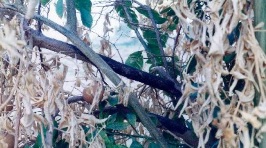 بیماری سرخشکیدگی شاخه و زوال و مرگ درختان مرکبات ناشی از ناتراسیا