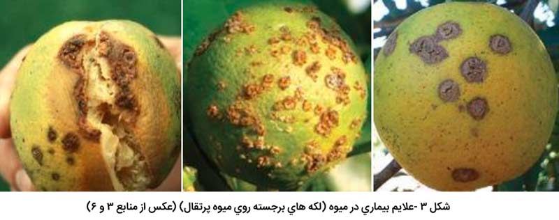 علایم بیماری شانکر مرکبات در میوه (لکه های برجسته روی میوه پرتقال)