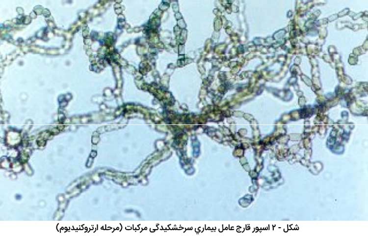 اسپور قارچ عامل بیماری سرخشکیدگی مرکبات