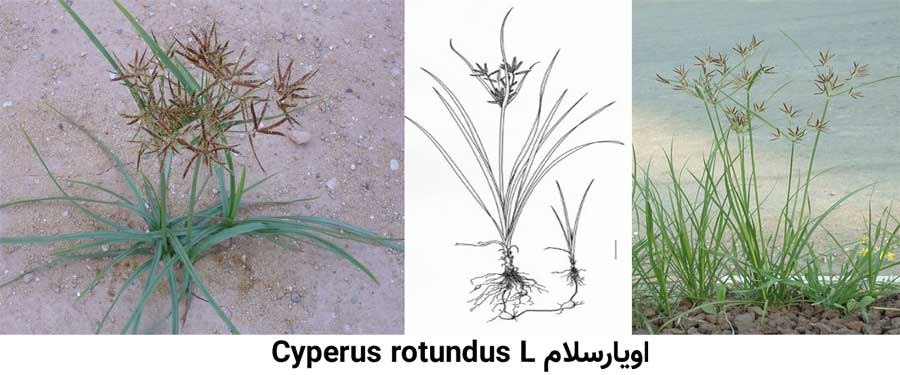 علف هرز اویارسلام .Cyperus rotundus L