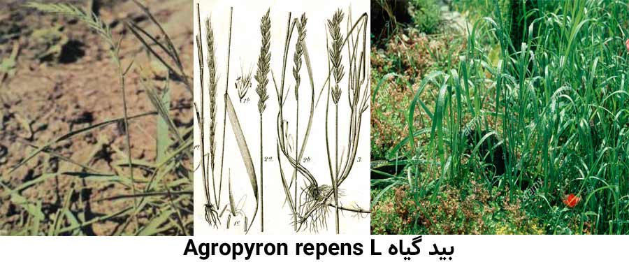 مشخصات گیه بید گیاه .Agropyron repens L از علفهای هرز مرکبات