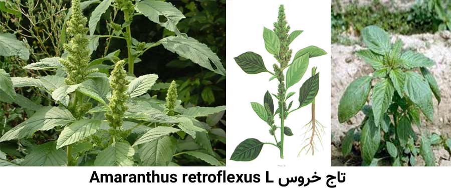 تاج خروس .Amaranthus retroflexus L از علفهای هرز مرکبات شایع در باغات
