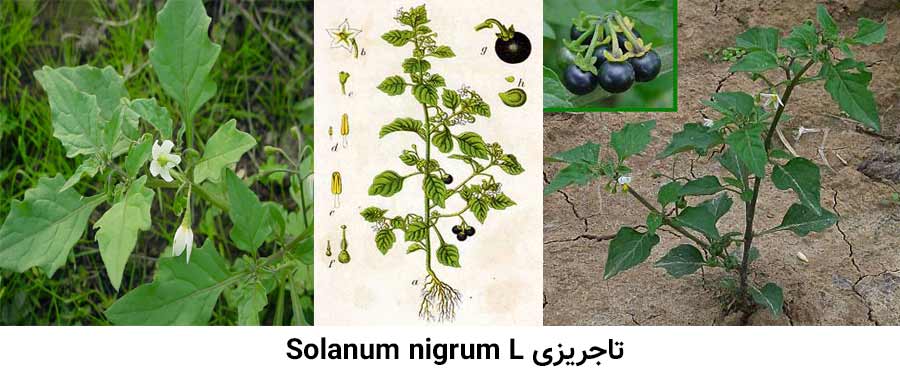 تاجریزی .Solanum nigrum L از شایع ترین علفهای هرز مرکبات