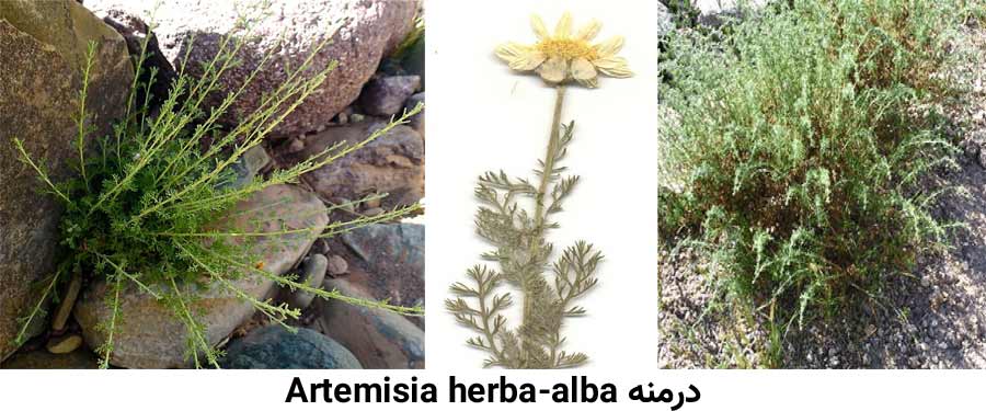 گیاه درمنه Artemisia herba-alba از علفهای هرز مرکبات