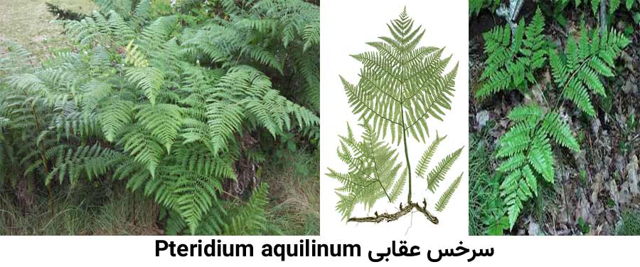 مشخصات گیاه شناسی علف هرز سرخس عقابی Pteridium aquilinum