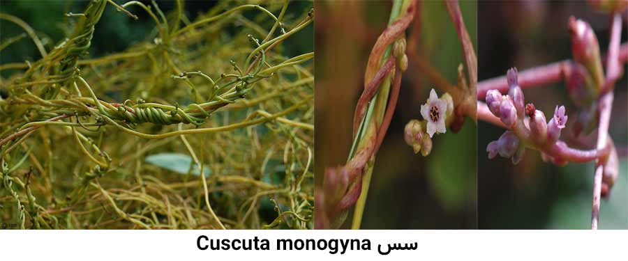 مشخصات گیاهشناسی علف هرز سس Cuscuta monogyna از شایعرین علفهای هرز مرکبات