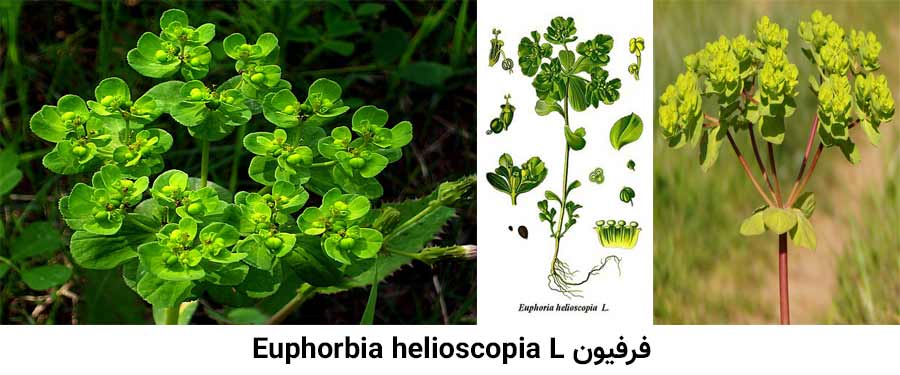 مشخصات گیاهشناسی علف هرز فرفیون . Euphorbia helioscopia L