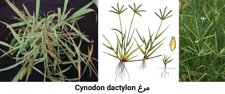 مشخصات گیاهشناسی علف هرز مرغ Cynodon dactylon