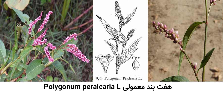 مشخصات گیاهشناسی علف هرز هفت بند معمولی .Polygonum peraicaria L 
