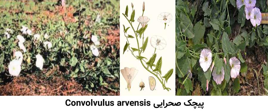 مشخصات علف هرز پیچک صحرایی Convolvulus arvensis