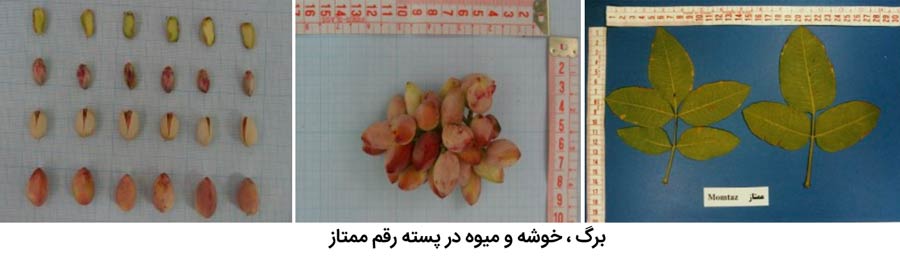 برگ ، میوه و خوشه پسته رقم ممتاز از مهم ترین ارقام پسته ایران