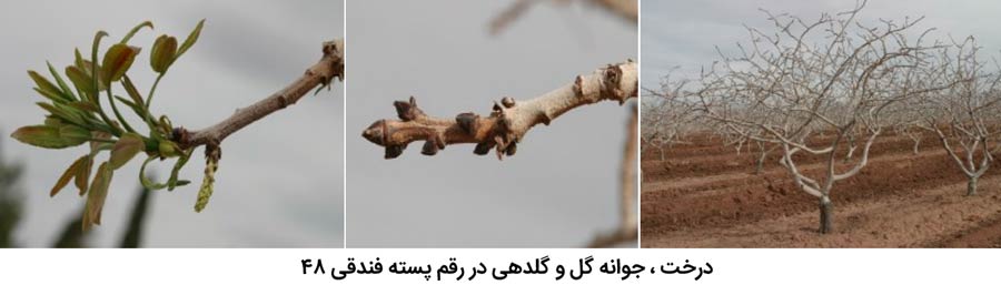 شکل درخت و جوانه گل و گلدهی در پسته رقم فندقی 48 از مهم ترین ارقام پسته ایران