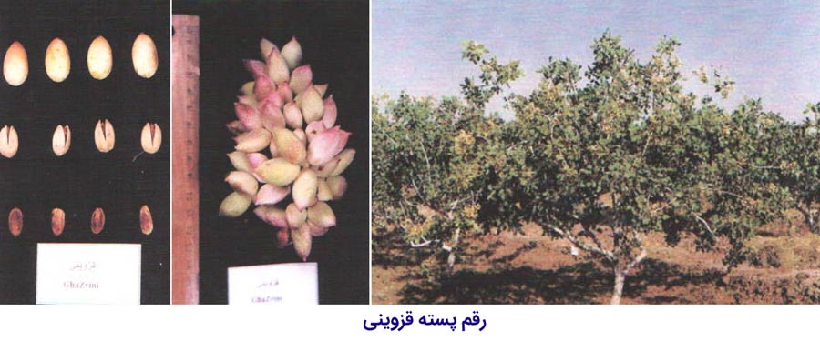 شکل درخت ، میوه و خوشه رقم پسته قزوینی که یکی از مهم ترین ارقام و پایه های پسته ایران می باشد