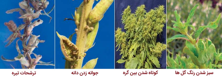علائم بیماری گل سبز کنجد یا فیلودی کنجد
