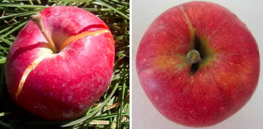 علت ترک خوردن میوه سیب