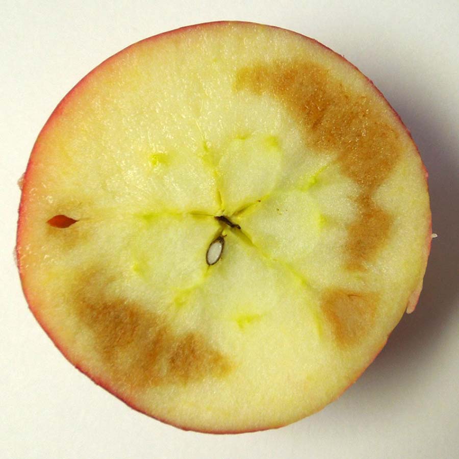 علائم سرمازدگی روی گوشت داخلی میوه سیب