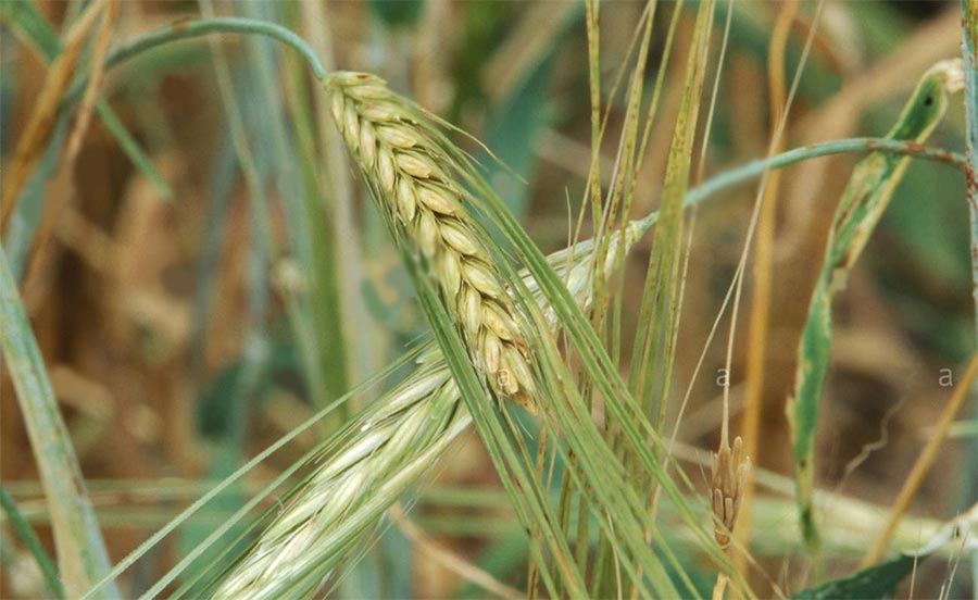 علف هرز جودره (Hordeum spontaneum (Wild barley