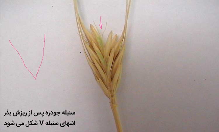 وی شکل شدن سنبله علف هرز جودره (Hordeum spontaneum) پس از ریزش بذر