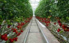 کاشت گوجه فرنگی گلخانه ای