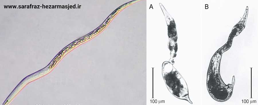 Tylenchulus semipenetrans Cobb (نماتد ریشه مرکبات)