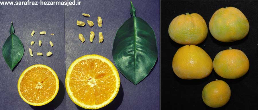 آثار ابتلا مرکبات به بیماری استابورن مرکبات (stubborn citrus) یا ریز برگی مرکبات و تاثیر آن روی میوه و بذر مرکبات