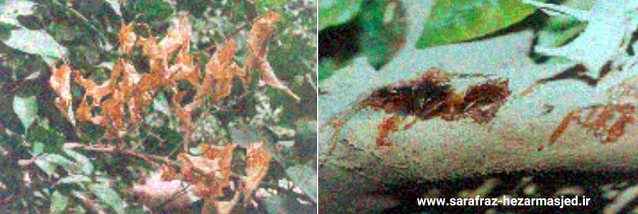 زوال و خشکیدگی انتهای شاخه و ترشح صمغ و ترکیدگی پوست در اثر بیماری سرخشکیدگی مرکبات
