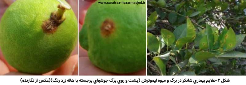  علایم بیماری شانکر مرکبات در برگ و میوه لیموترش (پشت و روی برگ جوش های برجسته با هاله زرد رنگ)