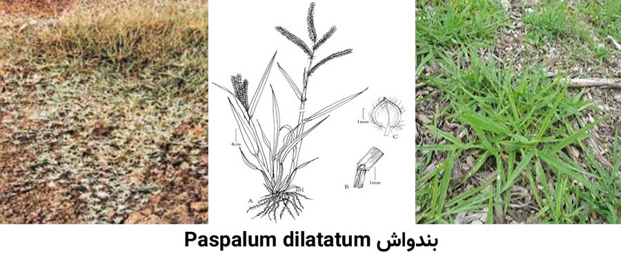 بندواش Paspalum dilatatum از علفهای هرز مرکبات شایع در باغات