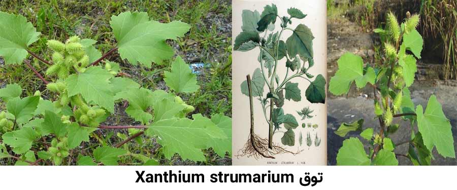 علف هرز توق Xanthium strumarium از علفهای هرز مرکبات