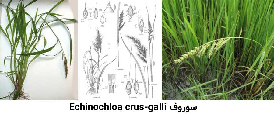 علف هرز سوروف Echinochloa crus-galli