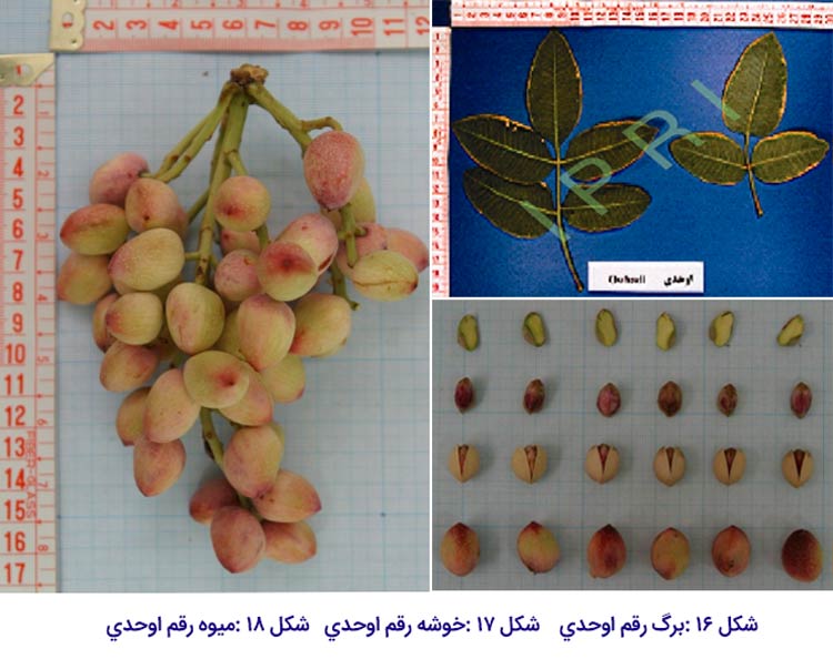 شکل برگ ، خوشه و میوه در پسته رقم اوحدی که یکی از مهم ترین ارقام پسته ایران می باشد.