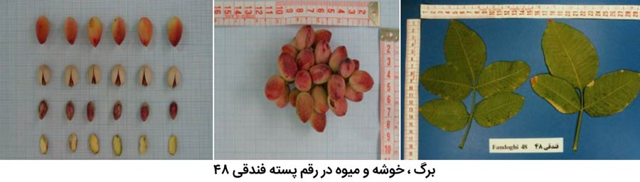 شکل برگ ، میوه و خوشه پسته رقم فندقی 48 که از مهم ترین ارقام پسته ایران میباشد