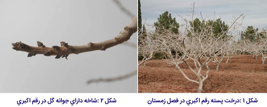 شکل درخت و جوانه گل در رقم پسته اکبری یکی از مهم ترین ارقام پسته ایران