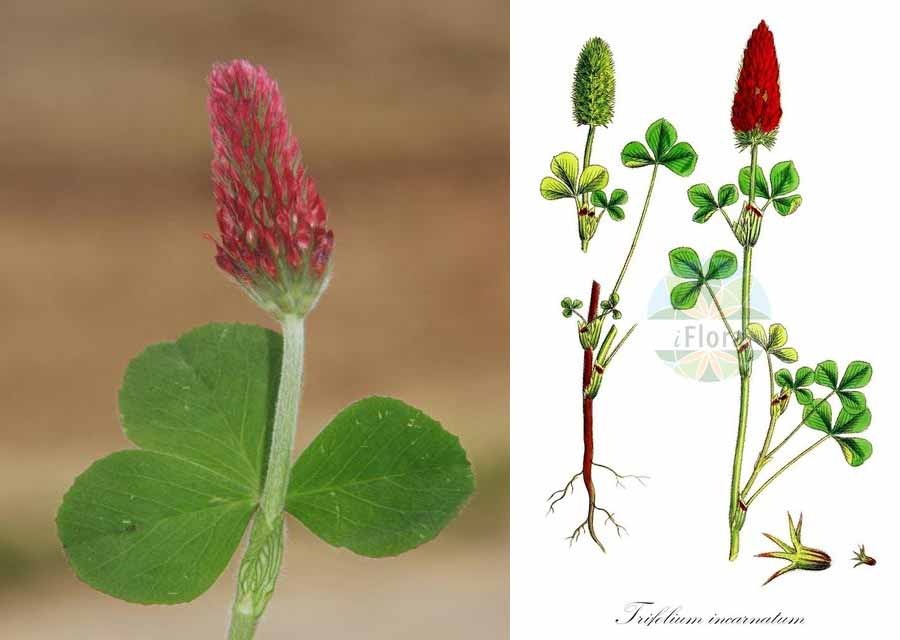 مشخصات گیاهشناسی شبدر لاکی ( trifolium incarnatum): 